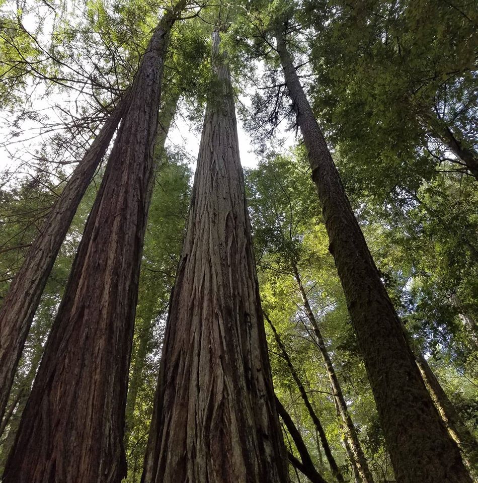 86485025_2236555996446755_2595084966127730688_o